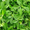 Methi Leaves