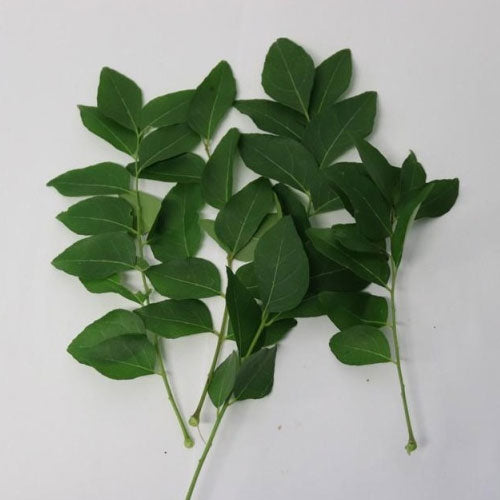 Curry Leaf packet 30gm