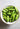 Tindoora(Ivy Gourd)